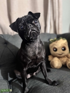 Adorable and Healthy Female Pug Seeking Stud – Las Vegas Listing Image