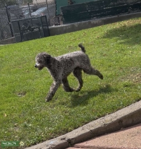 AKC silver mini poodle  Listing Image