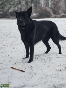 Working line czech German shepherd  Listing Image