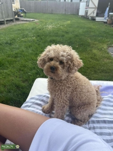 Maltipoo toy Stud Listing Image