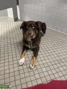 Tango | purebred Aussie Listing Image