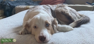 Red Merle Australian Shepherd  Listing Image