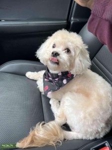 Handsome Shih-Poo Stud Available – Looking for Healthy Female, Stud Fee + Pick of Litter Listing Image