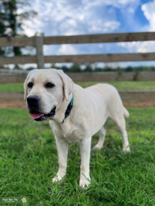 AKC Health Tested Polar White Stud Listing Image