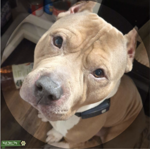 Staffy Bull Pit Listing Image