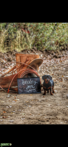 Stud dog looking for a mate Listing Image