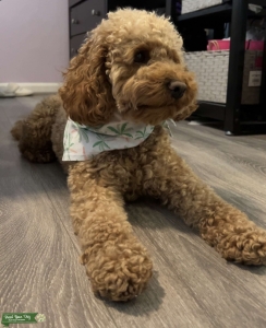 British Cockapoo (F3) Listing Image