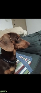 Studding male dachshund  Listing Image