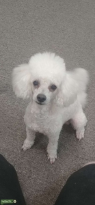 Toy poodle stud Listing Image