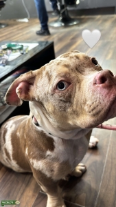 Micro Bully to Breed Listing Image