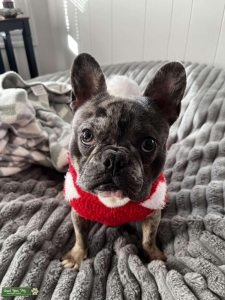 Blue Merle Frenchie Listing Image