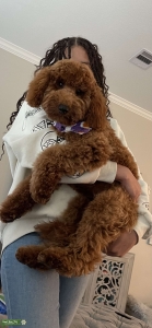 Teddy Bear  Listing Image
