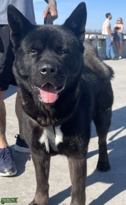 Male American Akita Listing Image