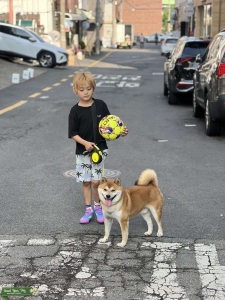 2 year old Shiba Inu looking for Mate Listing Image
