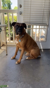 NAPR Boxer Stud Listing Image