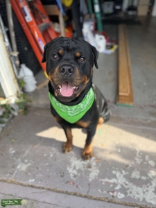 Meet Ranger – AKC Certified Rottweiler Stud Listing Image