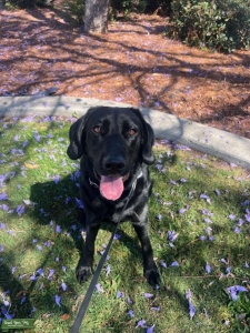 AKC Female Black Labrador Ready Now Listing Image