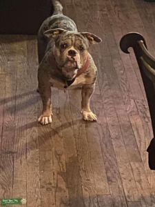 Looking to stud my blue tri Merle American pocket bully  Listing Image