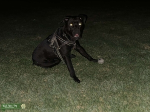 Amazingly gentle, incredibly intelligent handsome boy for breeding Listing Image