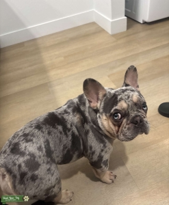 Rocko The Stud Listing Image