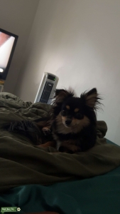 Beautiful Pomchi Female looking for Stud Listing Image