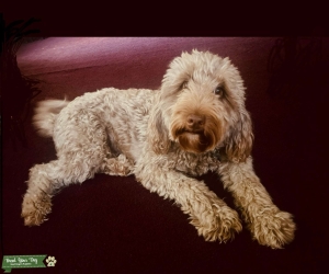 My sweet Goldendoodle is ready to be a Mom Listing Image