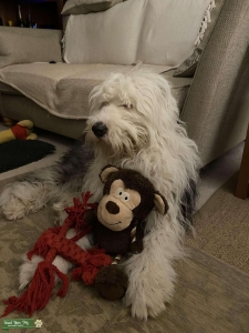 Old English Sheepdog Listing Image
