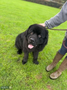 Black Newfoundland  Listing Image