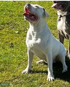 American bulldog 3 yrs old  Listing Image