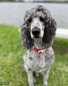 Merle Abstract Standard Poodle  Listing Image