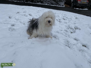 Looking for a stud dog Listing Image
