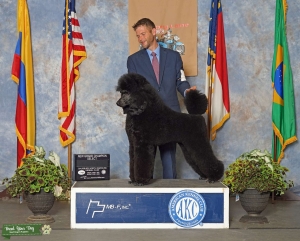 Lovable Champion Standard Poodle Stud Listing Image