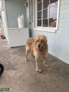 First Generation Goldendoodle  Listing Image