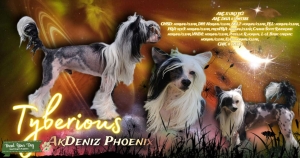 Chinese crested stud Listing Image