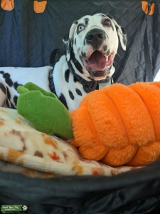 Dalmatian Bitch Listing Image