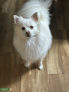Pomchi Listing Image