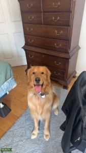 Well Bred Golden Retriever Listing Image