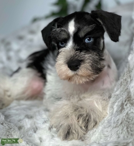 Miniature Schnauzer Listing Image