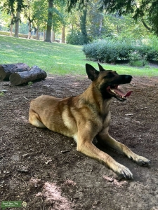 Malinois from Belgium Listing Image
