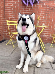 2years KC registered Malamute stud Listing Image