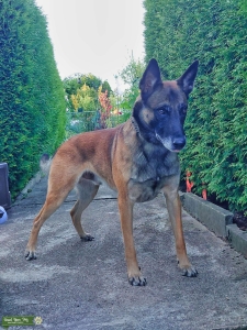 STUD DOG Malinois | Belgian Shepherd Listing Image