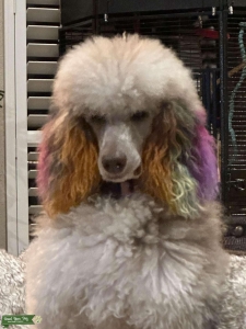 Registered Tri Merle Standard Poodle HEAT CYCLE VERY SOON!! Needs a ROCKSTAR STUD Listing Image