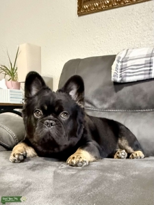 Fluffy French Bulldog  Listing Image