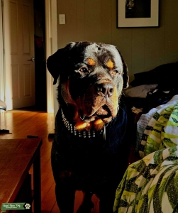65kg Beautiful Male Purebred Rotty, great temperament, good with kids, great colouring.. Listing Image