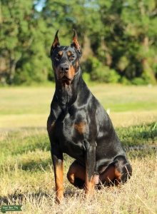 European Doberman Stud Listing Image