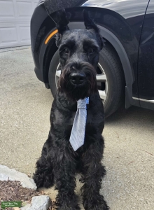 Stud Giant Schnauzer 3 Years Old  Listing Image