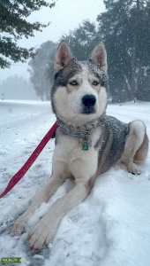 Sable and white Siberian husky Listing Image