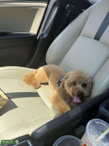 Looking for a Girlfriend  Listing Image