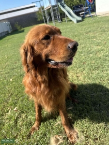 AKC Dark Red Golden Retriever Stud – Proven & Gorgeous Listing Image