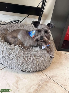 Mini Schnauzer  Listing Image